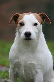 PARSON RUSSEL TERRIER 273